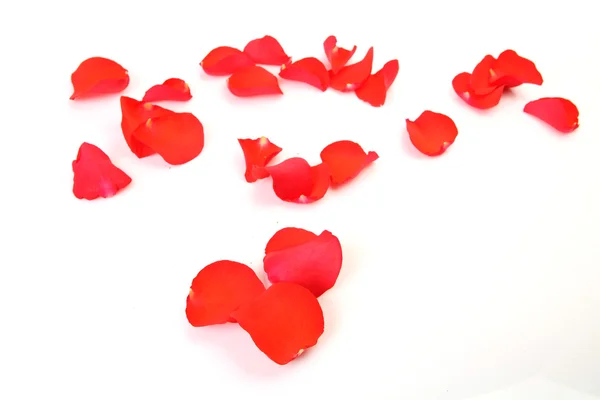 Petals of roses on a white background — Stock Photo, Image