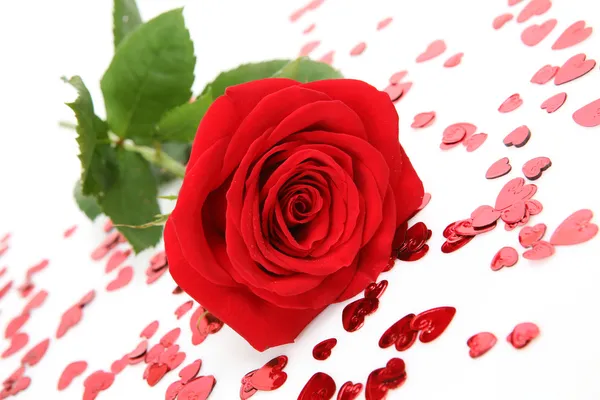 Dobrze czerwona róża — Zdjęcie stockowe