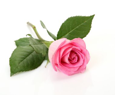 beyaz zemin üzerinde ince çiçek