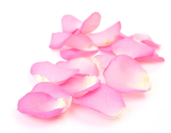 Petals of pink roses — Stock Photo, Image