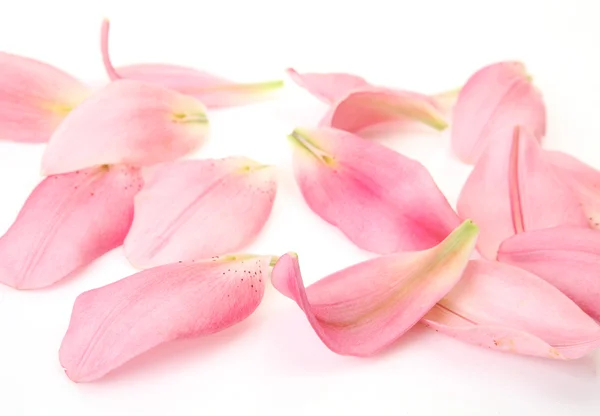 Bloemblaadjes van een roze lelie — Stockfoto