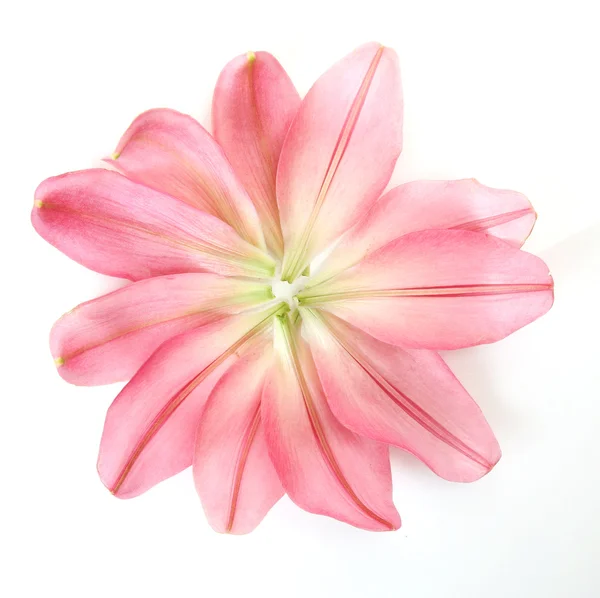 Egy rózsaszín liliom szirmait — Stock Fotó