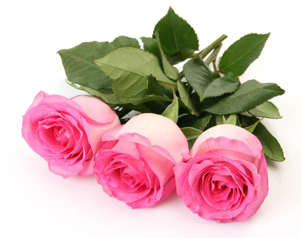 Pink roses Stock Image