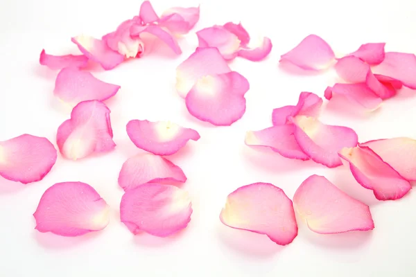 一朵粉红色的玫瑰的花瓣 — 图库照片