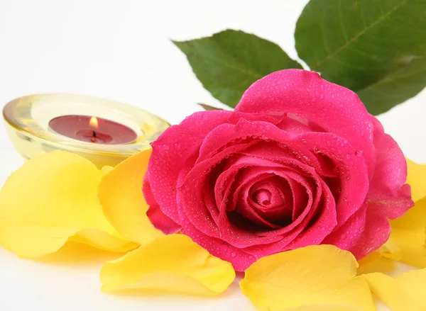 Pink rose and burning candle — Stock Photo, Image