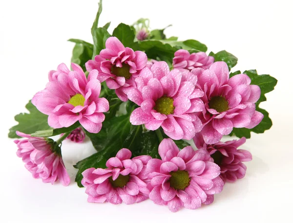 Fine flowers — Stock Photo, Image