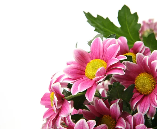 Pink flowers — Stock Photo, Image