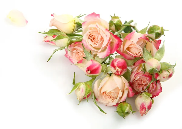 Bouquet of roses on a white background Stock Image