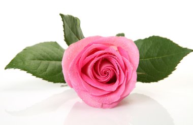 pembe Gül