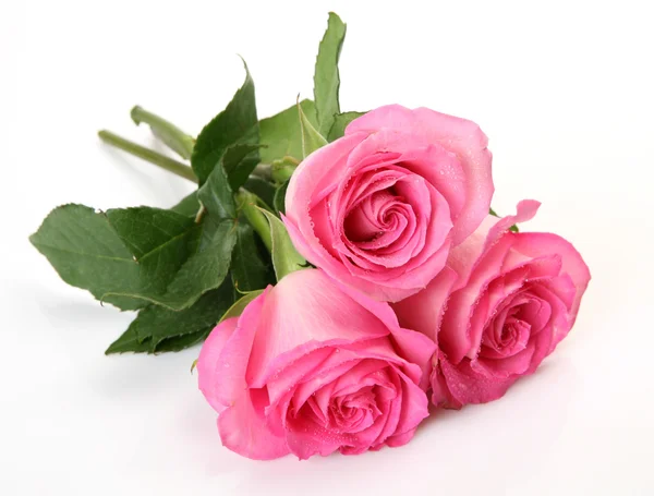 Pink rose — Stock Photo, Image