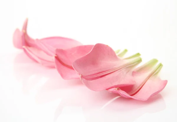 Petals of a pink lily — Stock Photo, Image