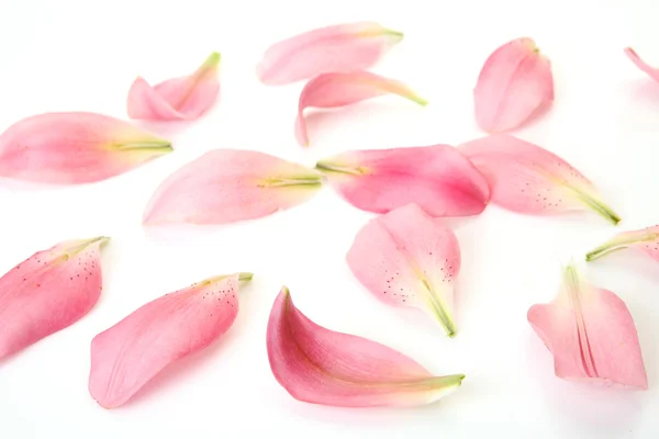 Petali di un giglio rosa — Foto Stock