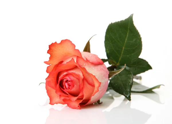 Fine rose — Stock Photo, Image