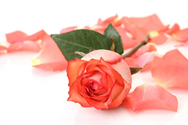 Feine Rosen und Blütenblätter — Stockfoto