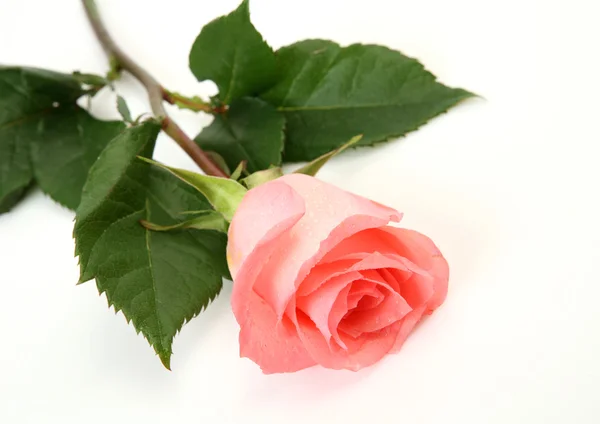 Pink rose — Stock Photo, Image