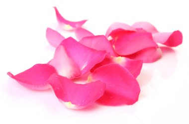 pembe bir gül yaprakları