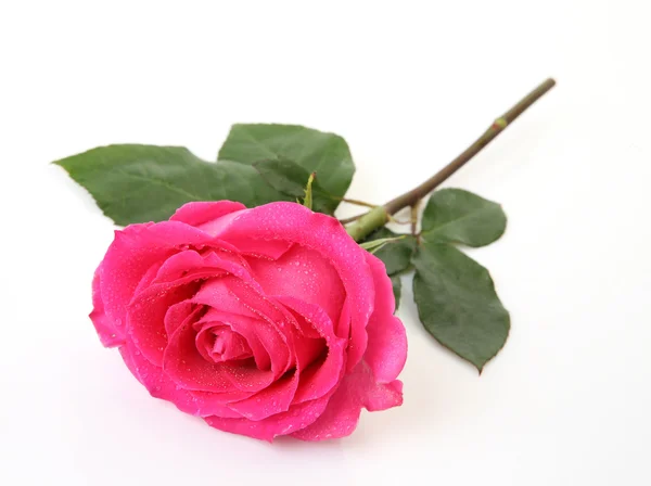 Rosa floreciente — Foto de Stock