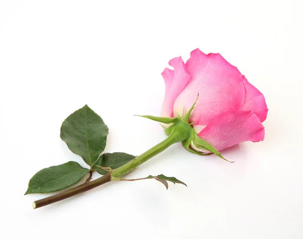 Цветущая роза — стоковое фото