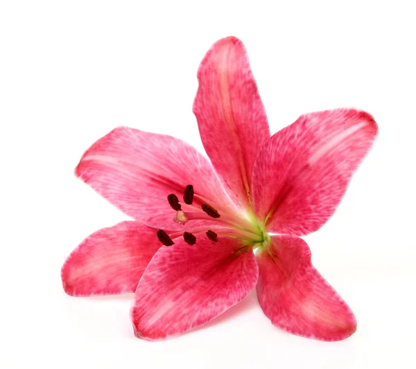 Рожева лілія — стокове фото