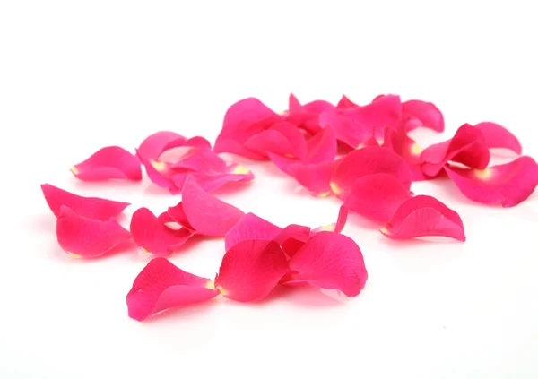 Petals of roses — Stock Photo, Image