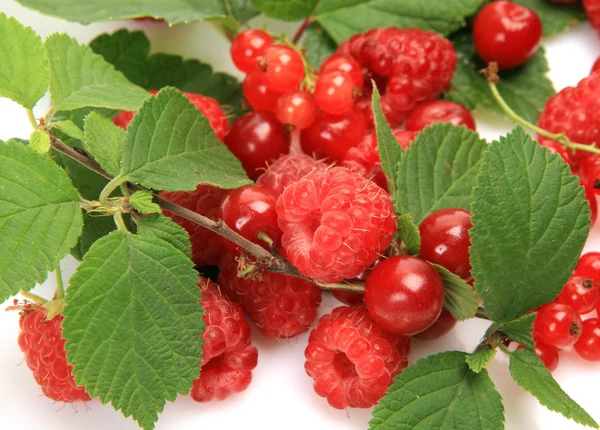 Ripe berries — Stock Photo, Image