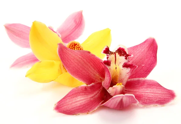 Orchidee fini — Foto Stock