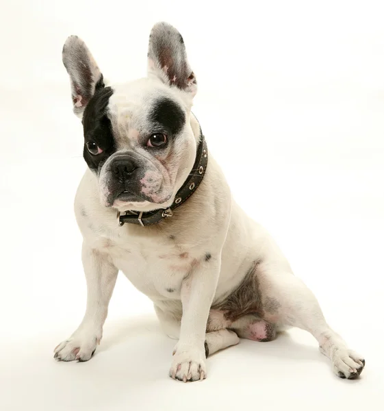 De Franse bulldog — Stockfoto