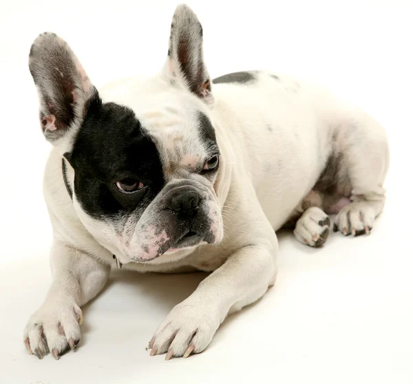 De Franse bulldog — Stockfoto