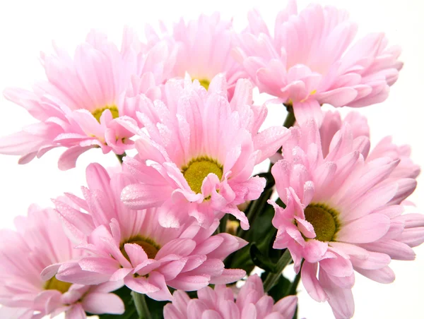 Pink flowers — Stock Photo, Image