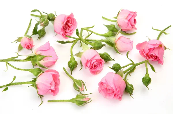 Fine roses Stock Photo