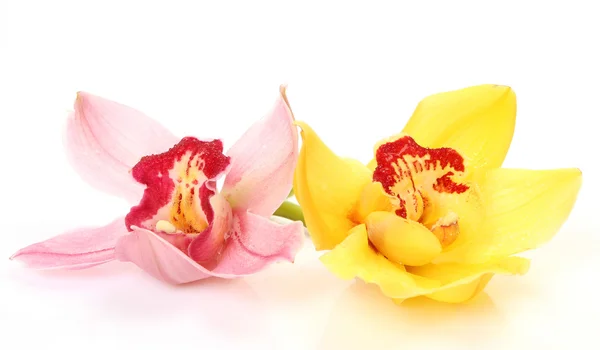 Orchidee fini — Foto Stock