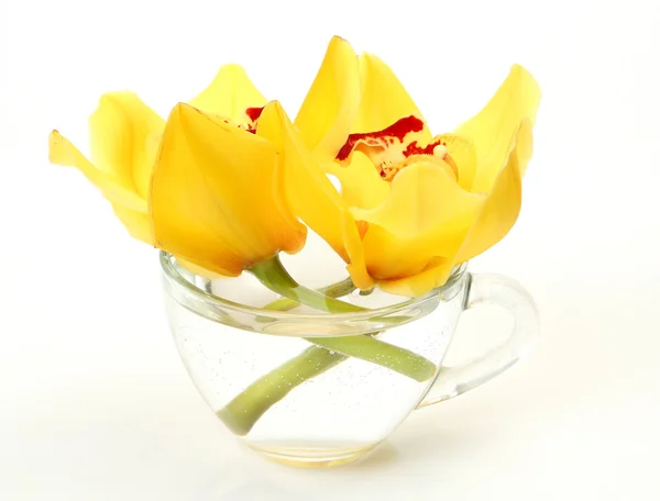 Orquídeas amarelas em um copo — Fotografia de Stock