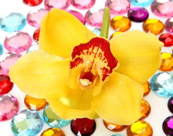 Orquídeas amarelas em um copo — Fotografia de Stock