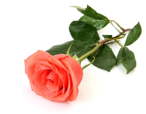 Fine rose on a white background — Stock Photo, Image