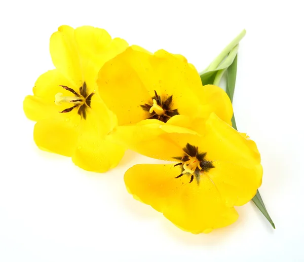 Tulipano giallo — Foto Stock