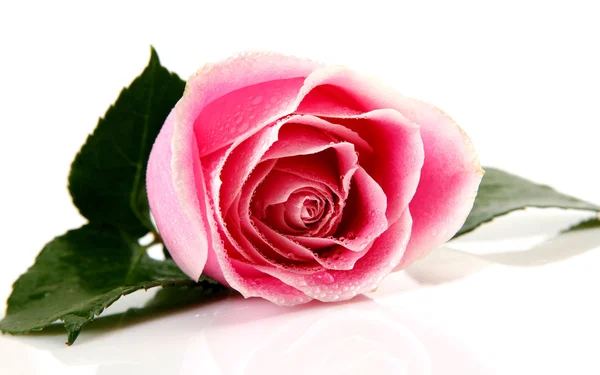 Pink rose — Stock Photo, Image