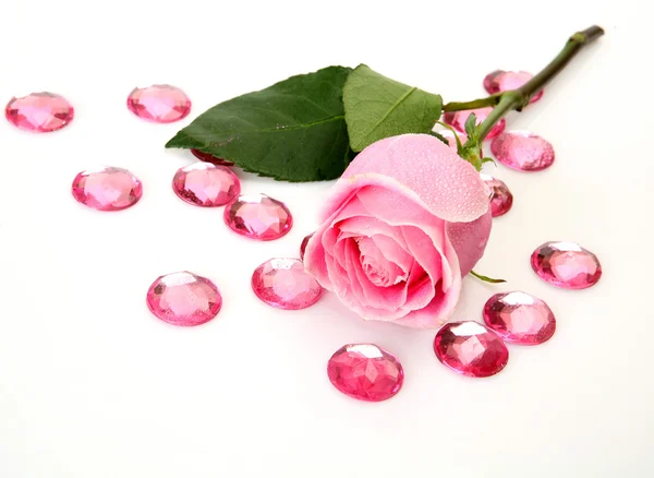 Pink rose — Stock Photo, Image