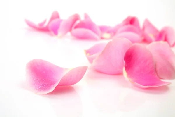 Pink petals — Stock Photo, Image