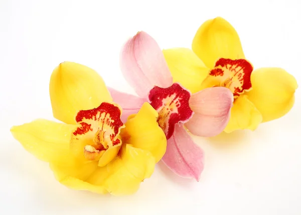 Orchidee fini — Foto Stock