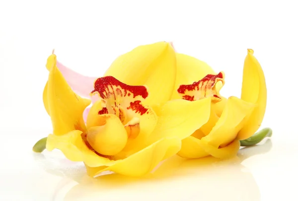 Orquídeas finas — Fotografia de Stock