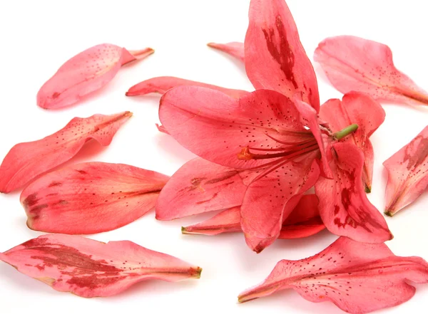 Pink lily — Stock Photo, Image