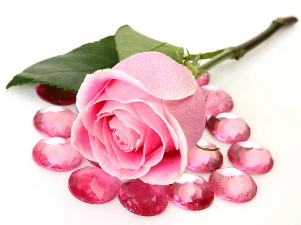 Pink rose — Stock Photo, Image