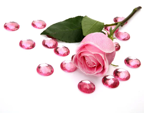 Pink rose — Stock Photo, Image