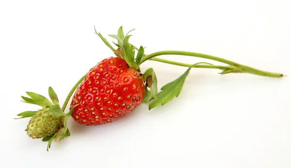 Ripe strawberry — Stock Photo, Image