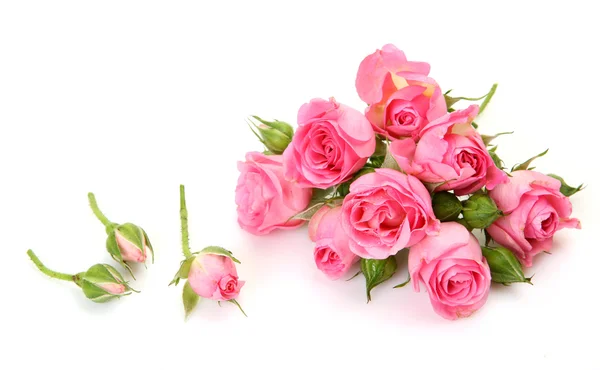 Fine roses — Stock Photo, Image