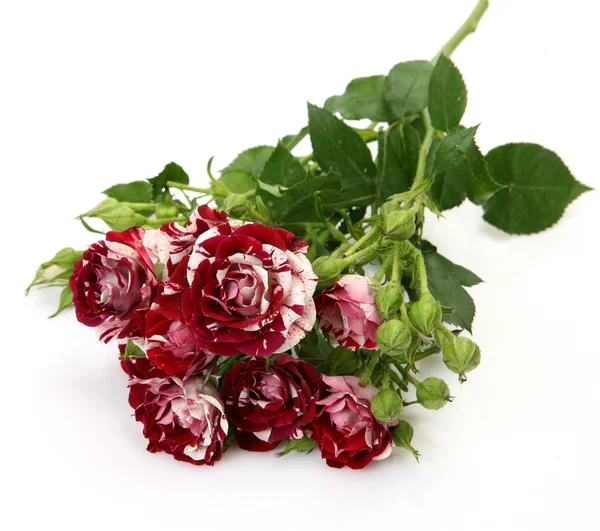 Fine roses — Stock Photo, Image