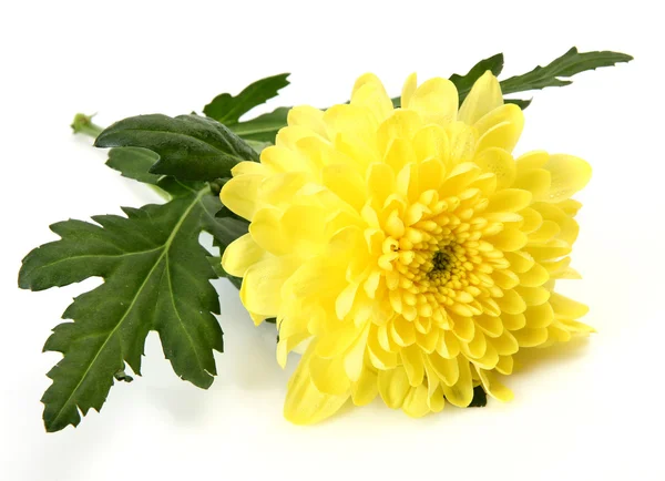 Yellow flower — Stock Photo, Image