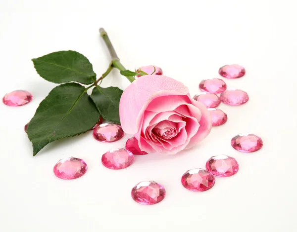 Różowa róża Obraz Stockowy