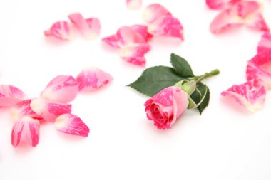 pembe güller ve inciler