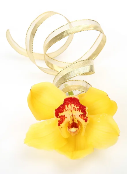Orchidées de couleur — Photo